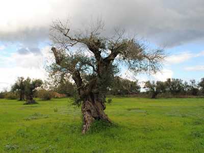 L'ulivo risorto: l'immagine, scattata dall'olivicoltore salentino, Ivano Gioffreda,il 17 novembre scorso, mostra uno degli ulivi aggrediti dal batterio-killer(la Xylella fastidiosa) in piena ripresa. Appena il mese scorso, si era pensato che l'albero fosse morto